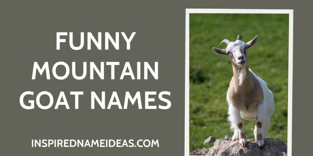 Funny Mountain Goat Names
